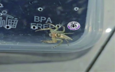 Telemonia dimidata Spider